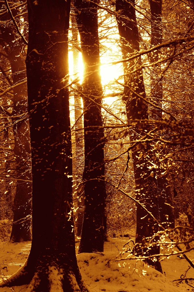 Sonnenuntergang im Wald am Loftlunder Weg bei Handwitt. Aufnahme: Februar 2015.