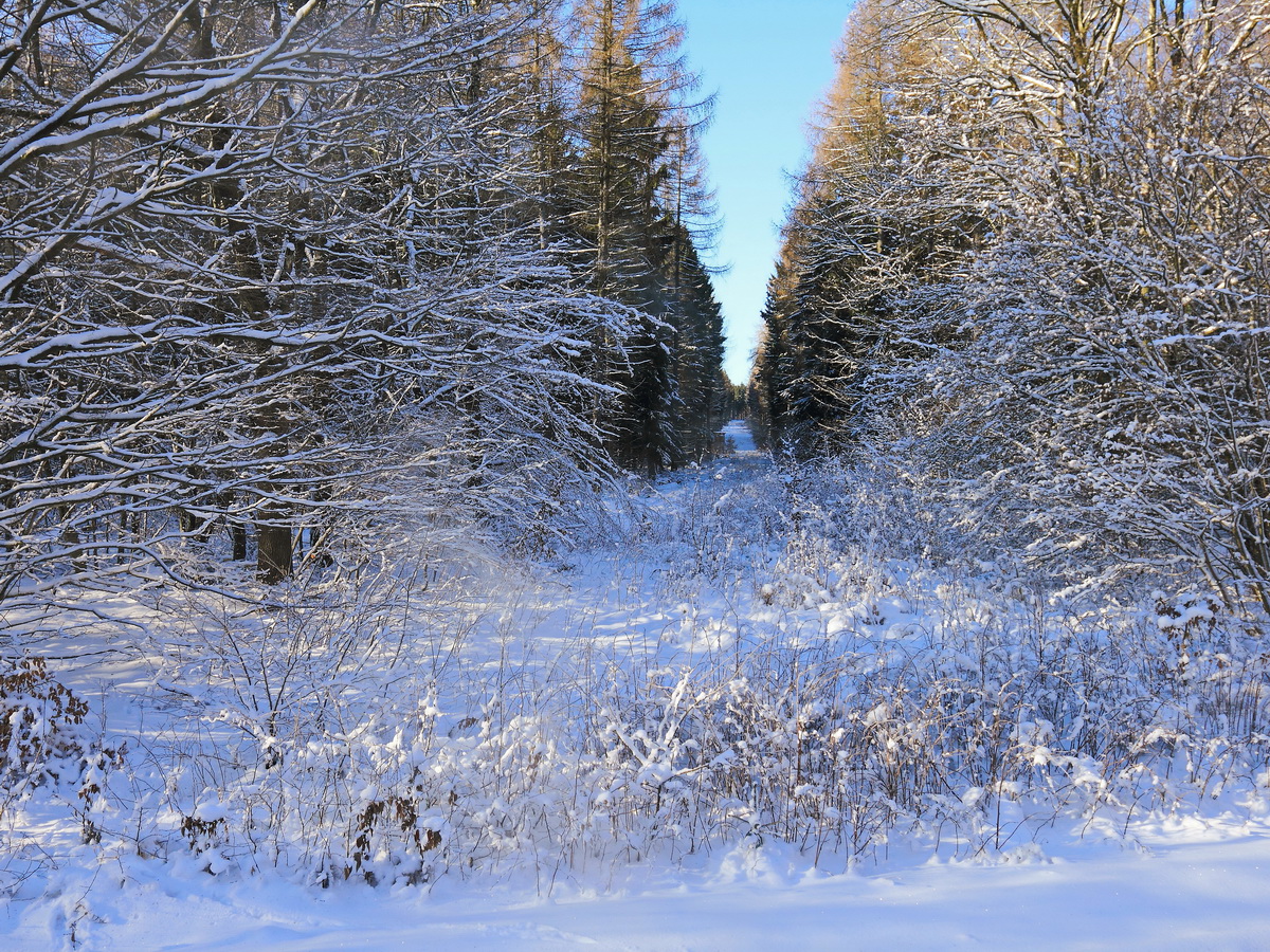 Sonntag der 22. Januar 2017 bei Sternhaus Haferfeld, Blick von der Strecke der Harzer Schmalspurbahn. 