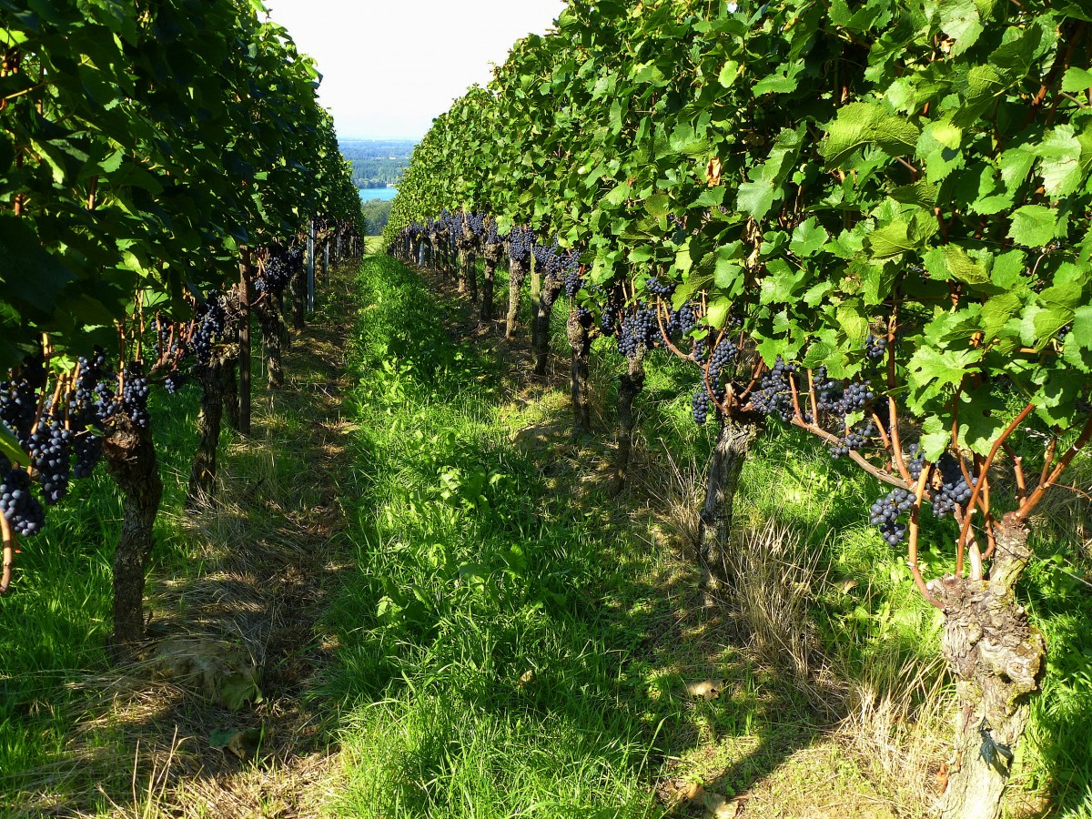 Sptburgunder Trauben vor der Ernte am Tuniberg in der Rheinebene, Sept.2013