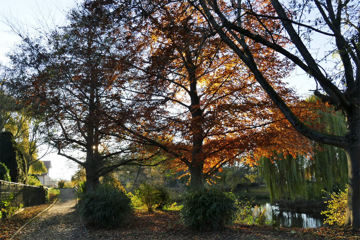 Spätherbst - Licht- und Schattenspiel und bunte Natur - 22.11.2017