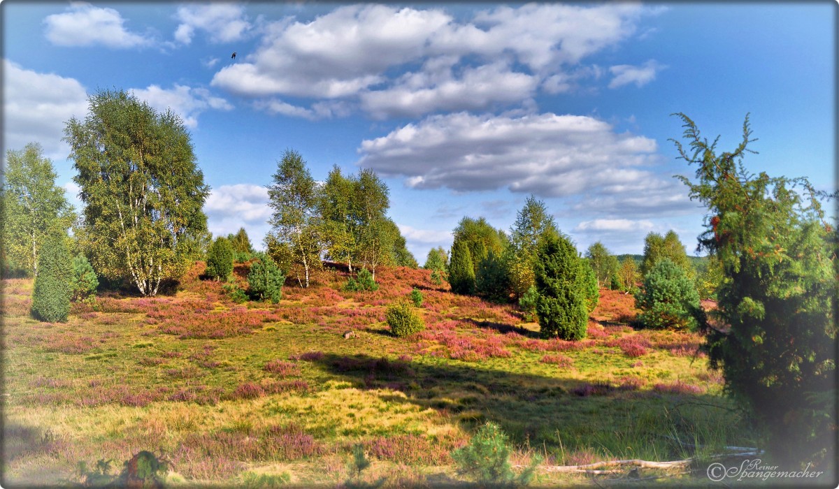 Spätsommer 2014, die Heide bei Sudermühlen, am Wanderweg Undeloh-Sudermühlen, die alte Wassermühle finden wir in einer Entfernung von ca. einem Kilometer, dort können wir uns auch im Restaurant stärken.