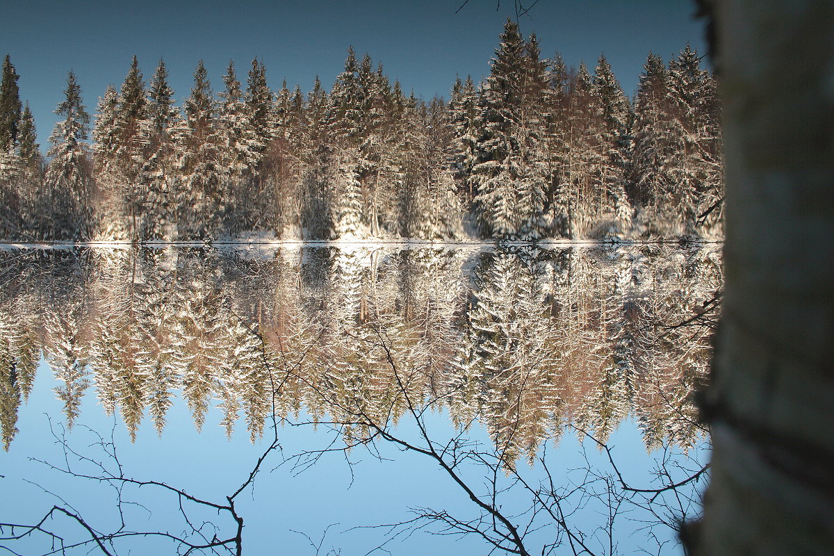 Spiegelung auf dem Silberteich, einmal anders; Aufnahme vom Morgen des 13.02.2016 auf dem Ostufer...