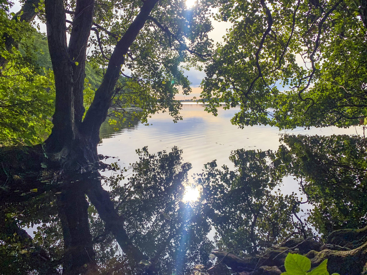 Spiegelung im Wasser - Sankelmarker See südlich von Flensburg. Aufnahme: 20. September 2020.