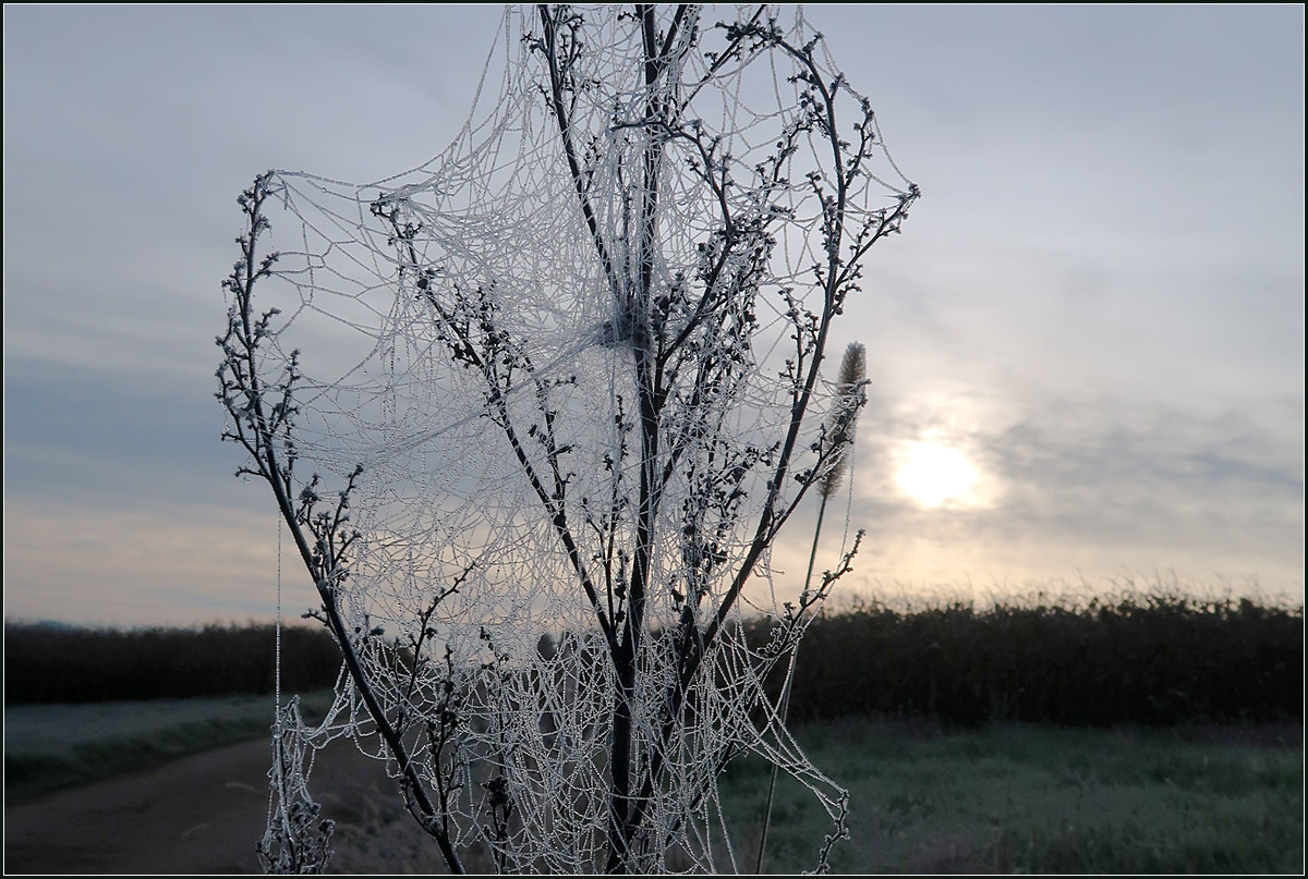 Spinnennetze -

Ein dichtes Netz überzieht diese Pflanze, Der Raureif lässt es umso schöner hervorstechen.

Zwischen Rommelshausen und Beinstein an einem kalten Novembermorgen.

21.11.2020 (M)