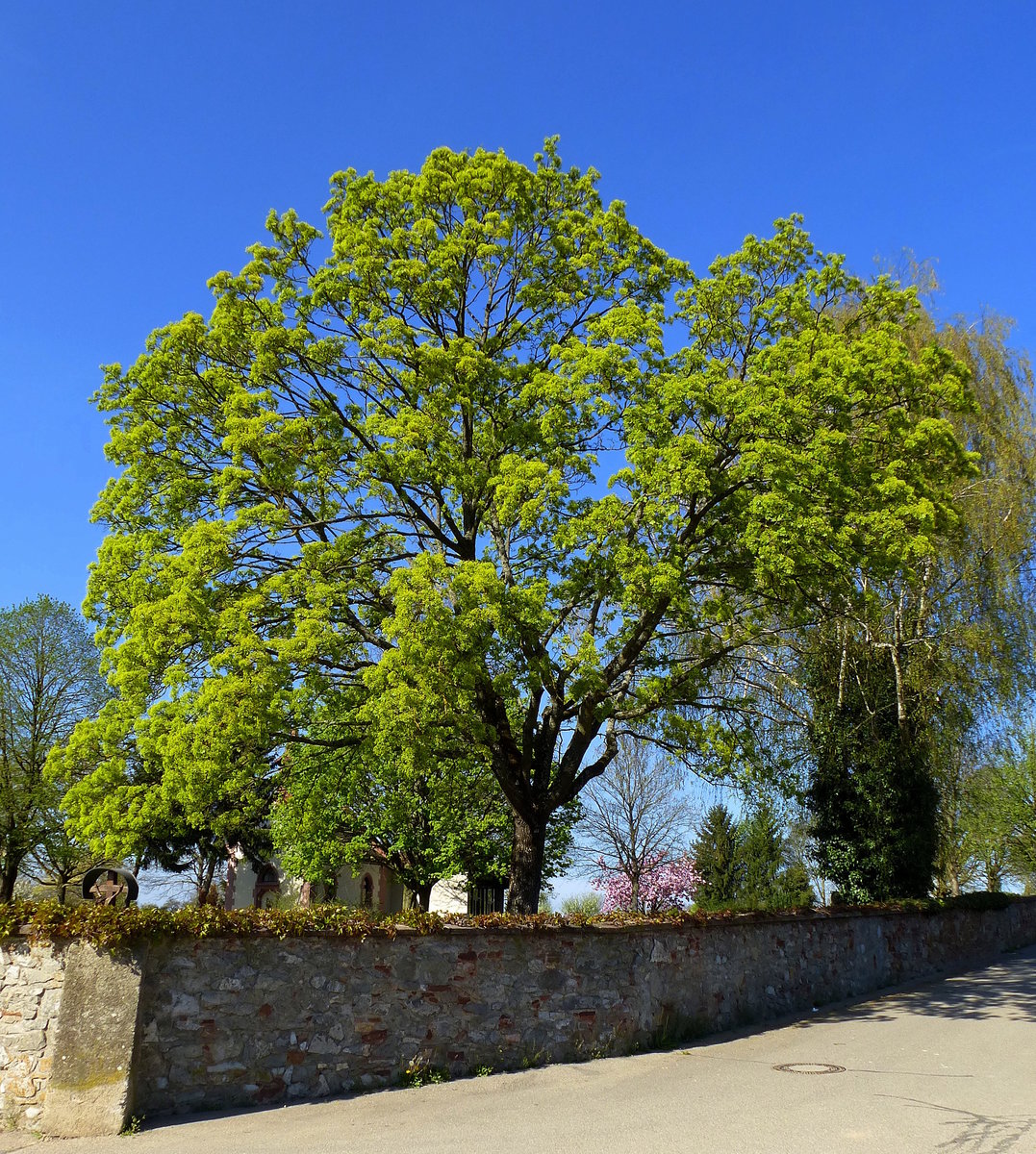 Spitzahorn in voller Blte, in der Rheinebene im April 2017