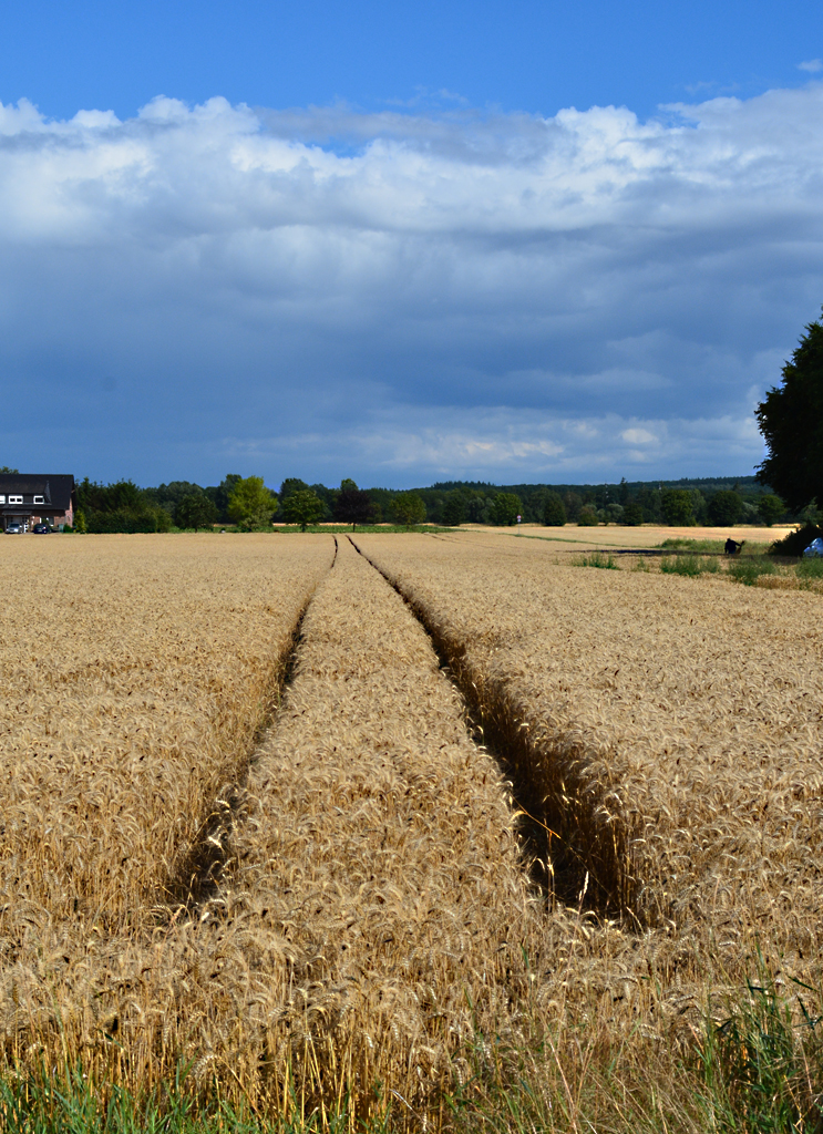 Spur im Kornfeld bei Eu-Flamersheim - 29.07.2015