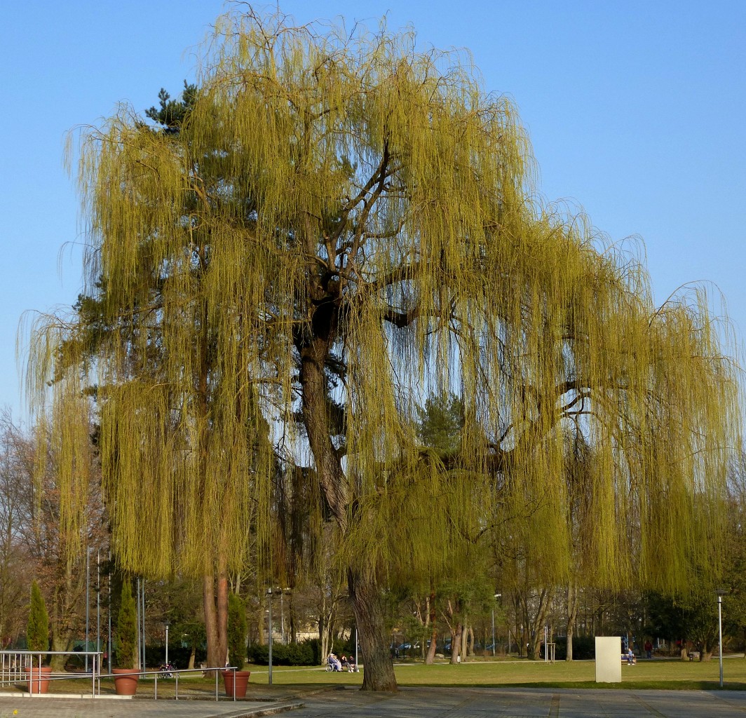 stattliche Trauerweide im Kurpark von Bad Krozingen, zeigt zum Frhlingsanfang am 20.Mrz ihr erstes Grn, 23.Mrz 2015