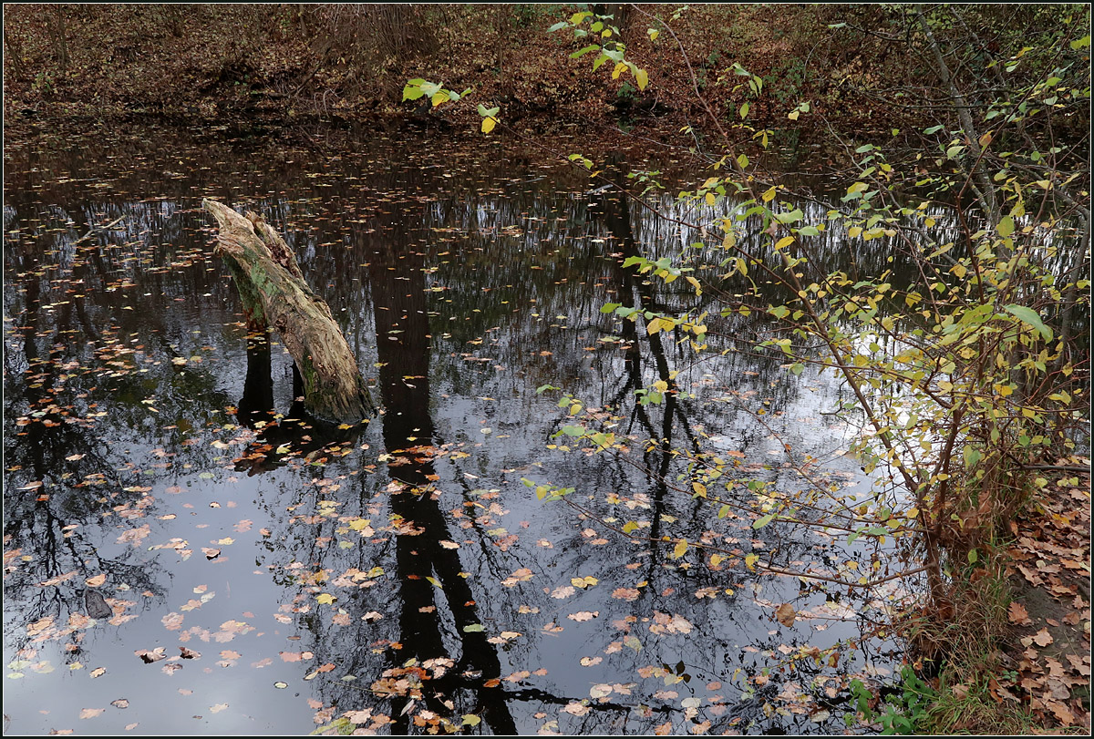 Stehendes Wasser - 

Altarm der Rems in den Waiblinger Remsaue. 

16.11.2020 (M)