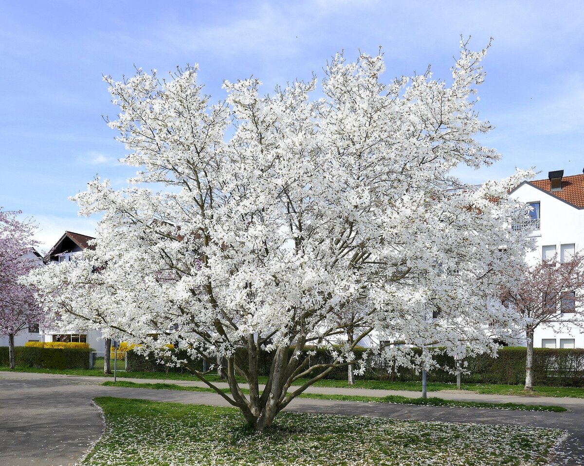 Sternmagnolie in voller Blüte, auf dem Seeparkgelände in Freiburg, März 2023