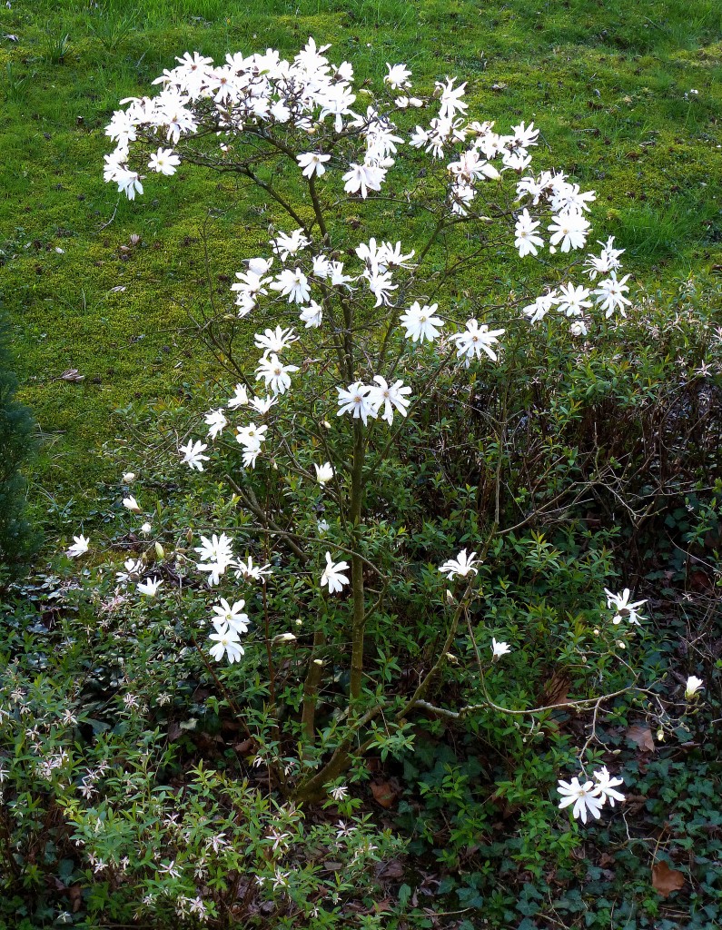 Sternmagnolie, dieser zeitig im Frhjahr blhende Zierstrauch stammt ursprnglich aus Japan, April 2015