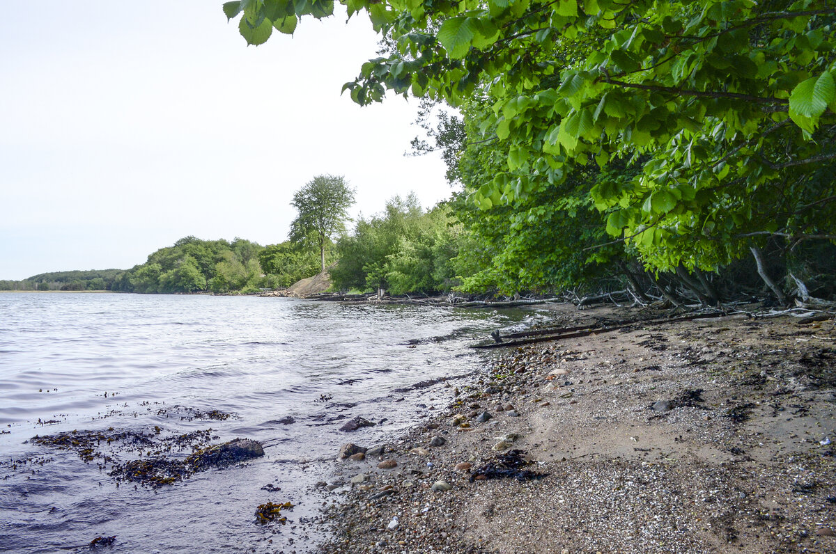 Strand am Gauerslund Skov östlich von der Stadt Vejle. Aufnahme: 5. Juni 2022.