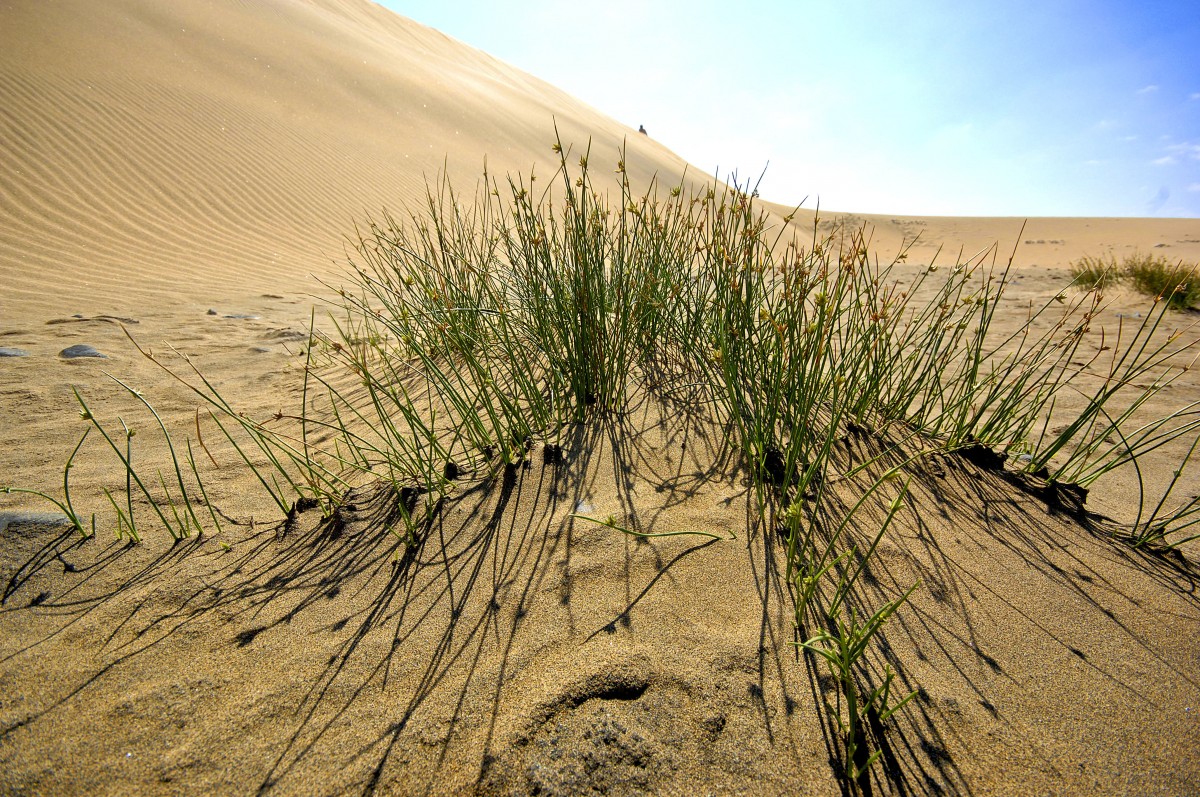 Strandgerste in den Dünen von Maspalomas auf Gran Canaria. Aufnahme: Oktober 2009.