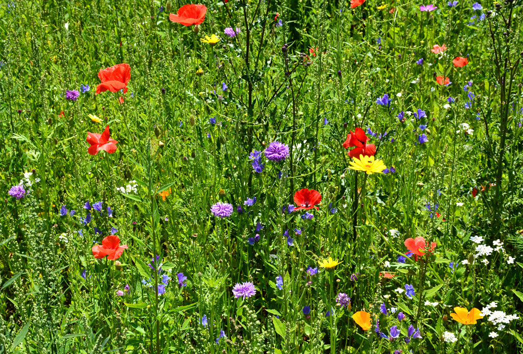 Streublumenwiese in der Erftaue. Diese Blumenwiesen wurden von der Stadt Euskirchen vermehrt angelegt, um den Bienen wieder genug Möglichkeit zum Sammeln von Nektar zu ermöglichen. 28.06.2016