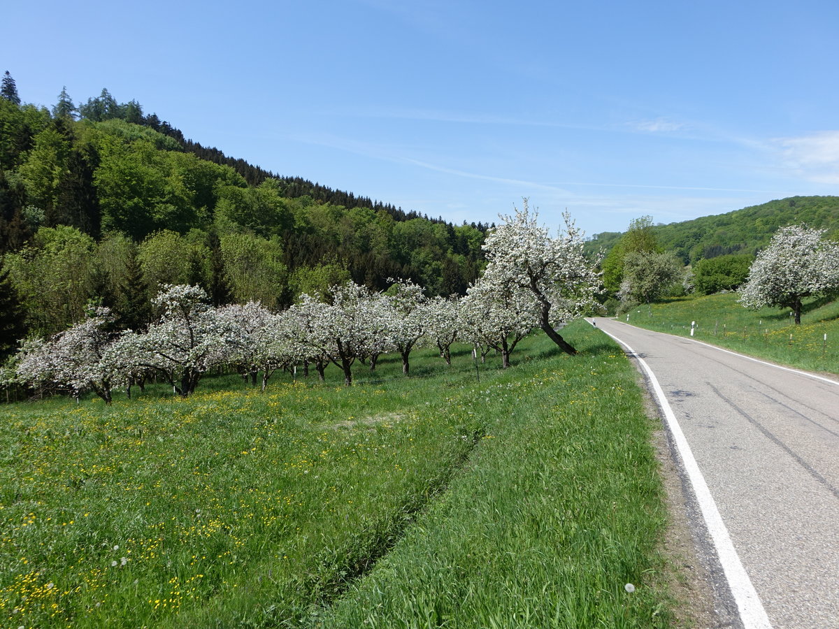 Streuobstwiesen im Naturraum Schwäbisch-Fränkische Waldberge bei Neunkirchen (29.04.2018)