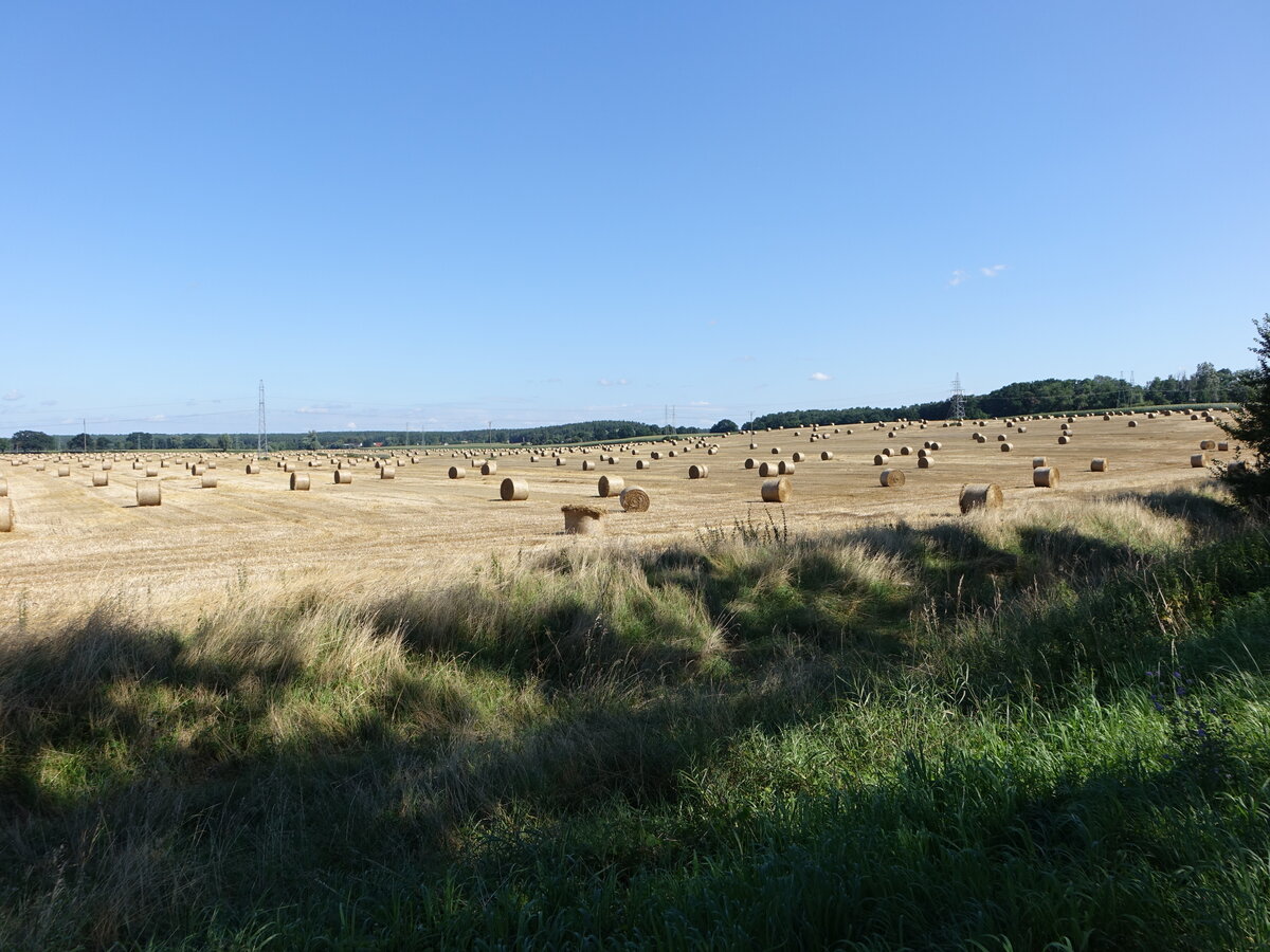 Strohballen auf einem abgeernteten Getreidefeld bei Kolbacz, Westpommern (31.07.2021)