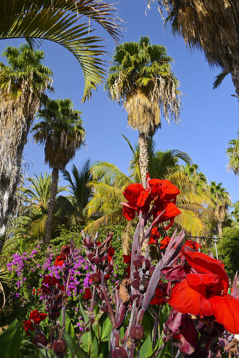 Subtropische Pflanzen und Blumen an der Avenida del Saladar in Morro Cable auf der Insel Fuerteventura - Spanien.
Aufnahme: 17. Oktober 2017.