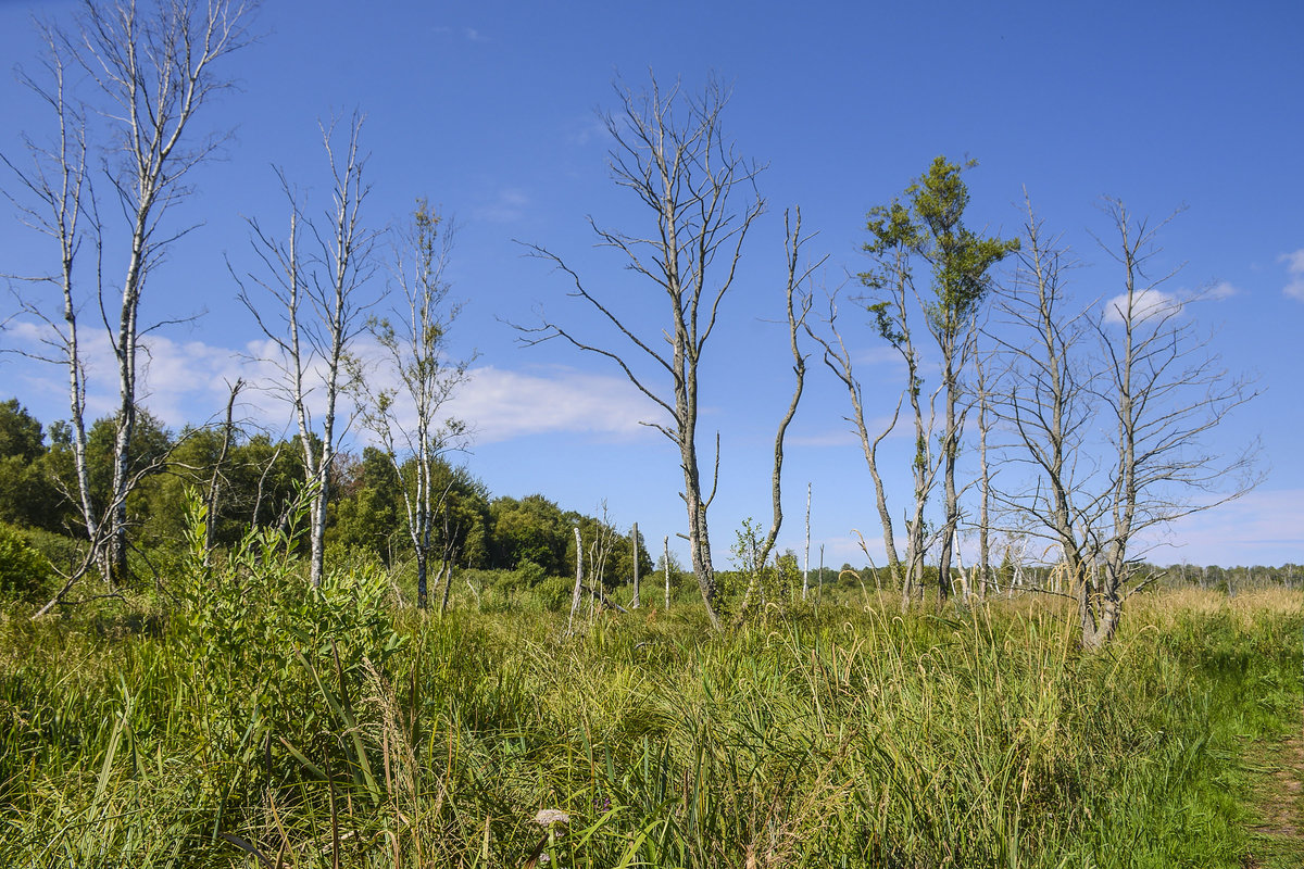 Sumpfgebiet im Slowinzischen Nationalpark (polnisch Słowiński Park Narodowy) in Hinterpommern an der Ostseeküste. Aufnahme: 18. August 2020.