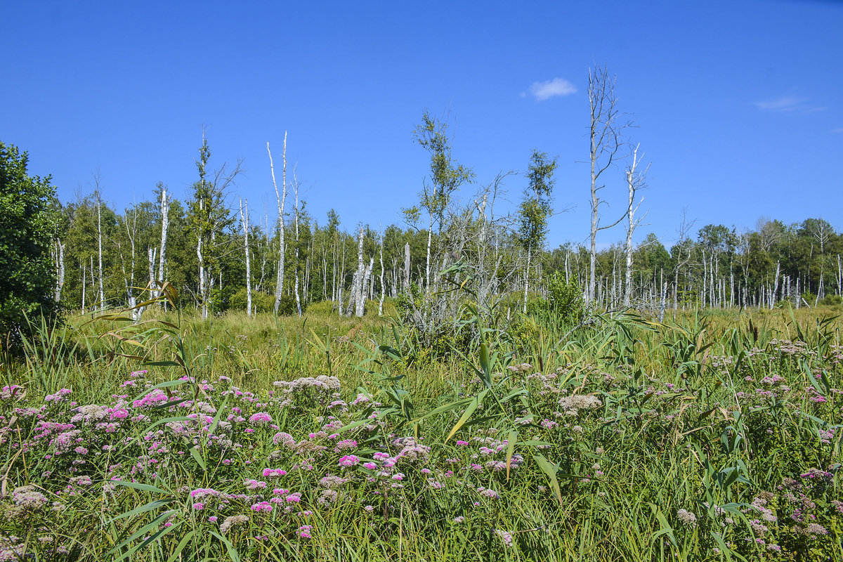 Sumpfgebiet im Slowinzischen Nationalpark (polnisch Słowiński Park Narodowy) in Hinterpommern an der Ostseeküste. Aufnahme: 18. August 2020.