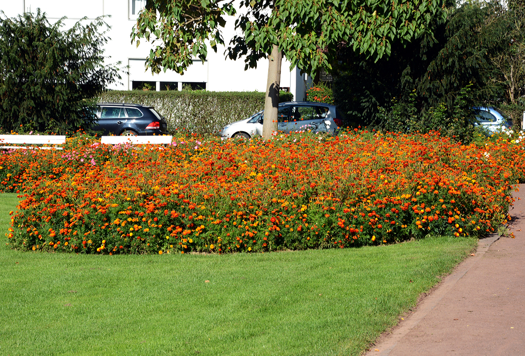  Tagetes patula  (Studentenblume) in Bad Neuenahr - 04.10.2014