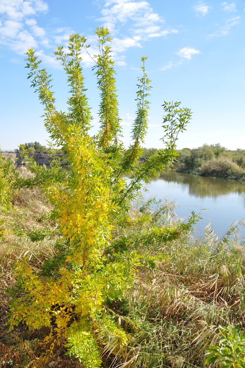 TALAVERA DE LA REINA, 08.10.2015, am Río Tajo