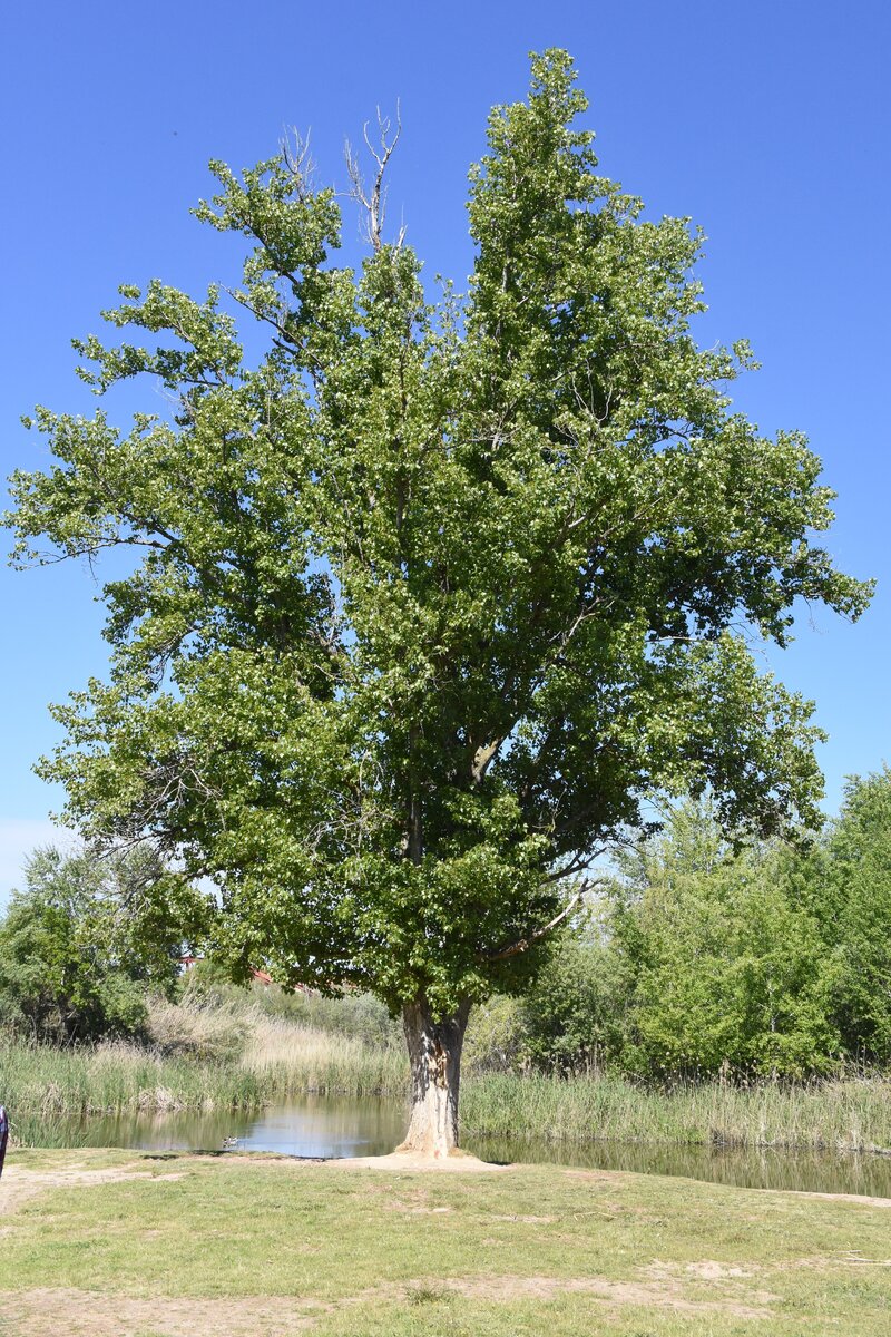 TALAVERA DE LA REINA, 13.04.2019, am Rio Tajo südlich des Stadtzentrums