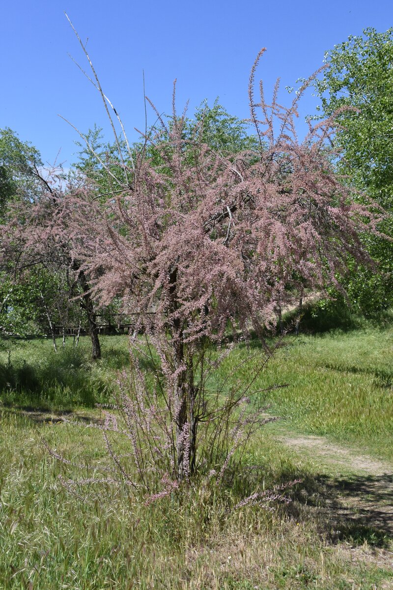 TALAVERA DE LA REINA, 13.04.2019, am Rio Tajo südlich des Stadtzentrums