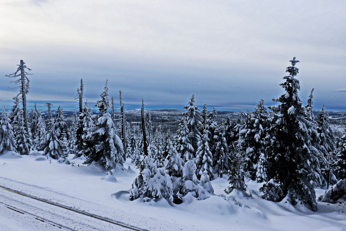 Tannenwald am Bahnhof Brocken am 04. Dezember 2023.