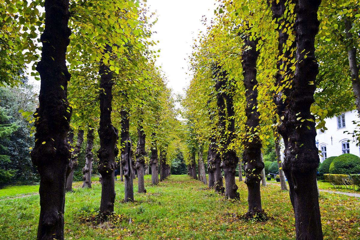 Tating auf der Halbinsel Eiderstedt - Bäume vor dem Hochdorfer Haubarg. Aufnahme: 20. Oktober 2020.