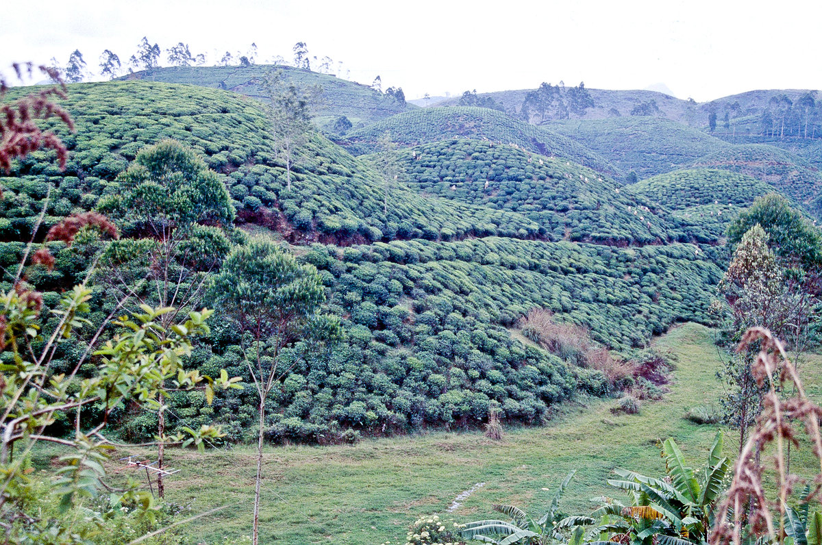 Teeplantagen südlich von Badulla in Sri Lanka. Bild vom Dia. Aufnahme: Januar 1989.