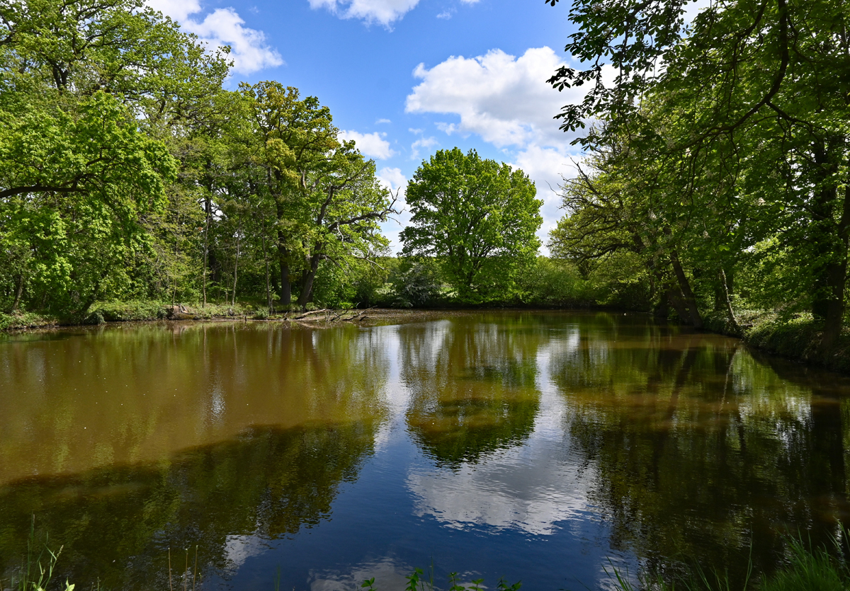 Teich mit Bäumen an der Burg Ringsheim bei Euskirchen - 21.05.2021