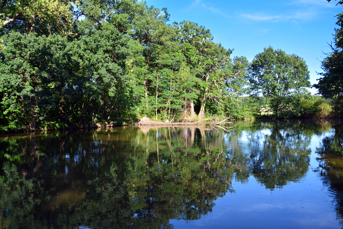 Teich mit Baumspiegelung an der Burg Ringsheim - 10.07.2015