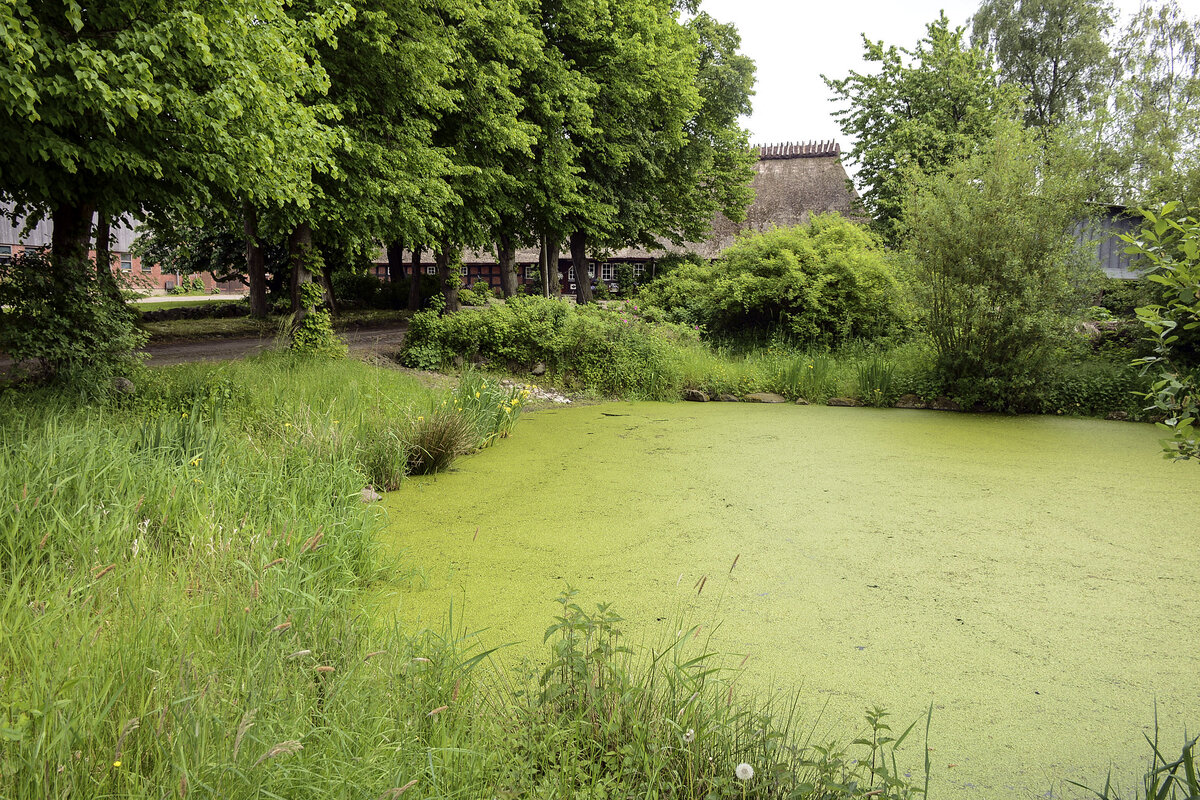 Teich in Wagersrott - Angeln (Kreis Schleswig-Flensburg). Aufnahme: 7. Juni 2021.