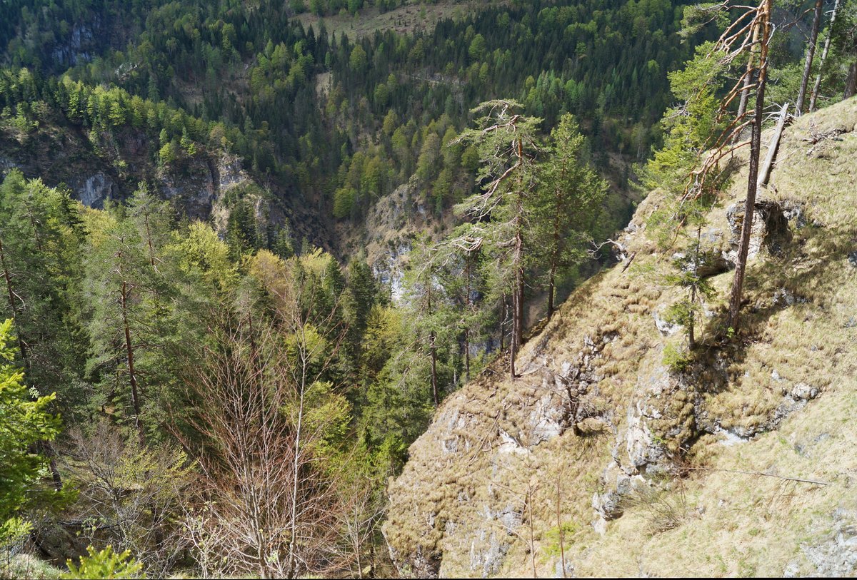 Tiefe Schluchten zeichnen die Brandenberger Alpen in Nordtirol. Blick hinunter in die enge Klamm, in der die Brandenberger Ache Richtung Inntal fließt. Ringsumher beginnen die großen Buchenbäume ihre Blätter auszutreiben. 01.05.2020.