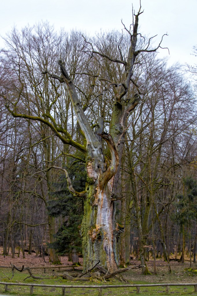 Tiergarten Ivenack mit seinen bizarr wirkenden 1000 jährigen Eichen. - 05.04.2014