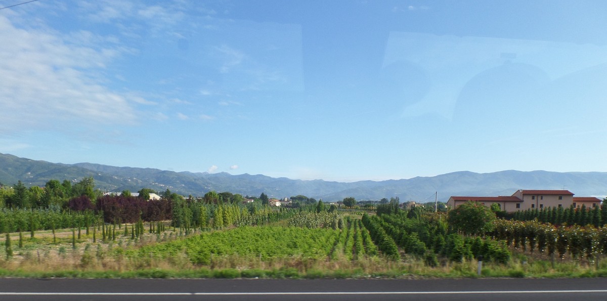 Toskanische Baumschulbetriebe links und rechts der Autobahn Pisa- Florenz, Foto aus dem fahrenden Bus am18.5.2014
