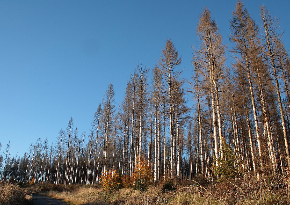 Toter Fichtenwald an der Hahnenkleer Waldstraße; später Nachmittag des 24.10.21...