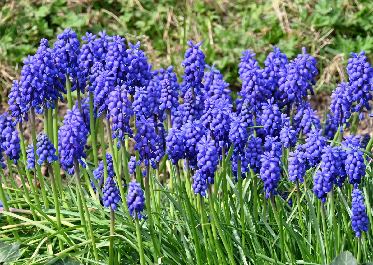 Traubenhyazinthen im Garten - 15.04.2022