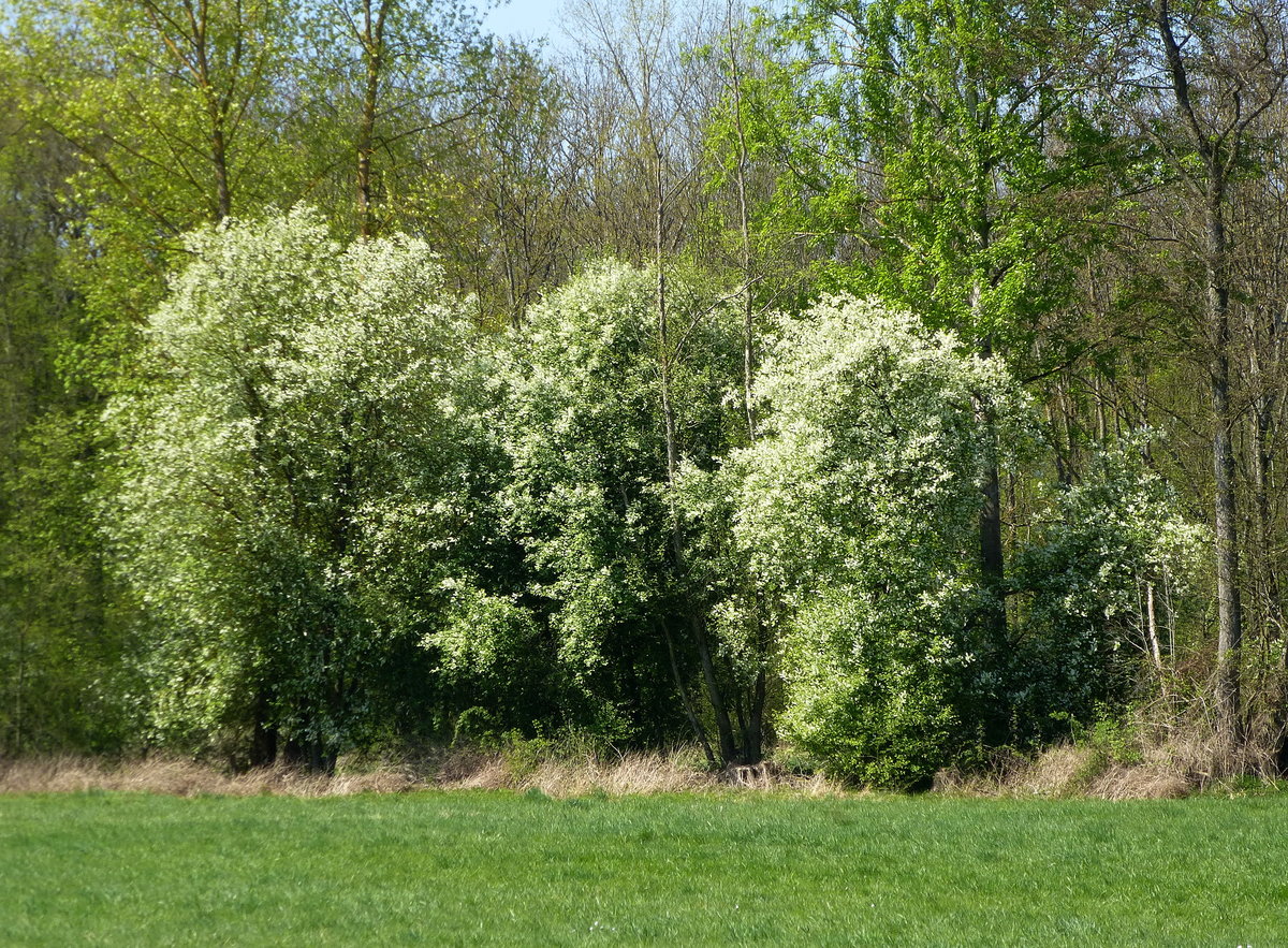 Traubenkirschen in voller Blte, die baum-oder strauchartigen Gewchse gehren zu den ersten Blhern, bevorzugen feuchte Gebiete, Auenwlder u.., April 2017