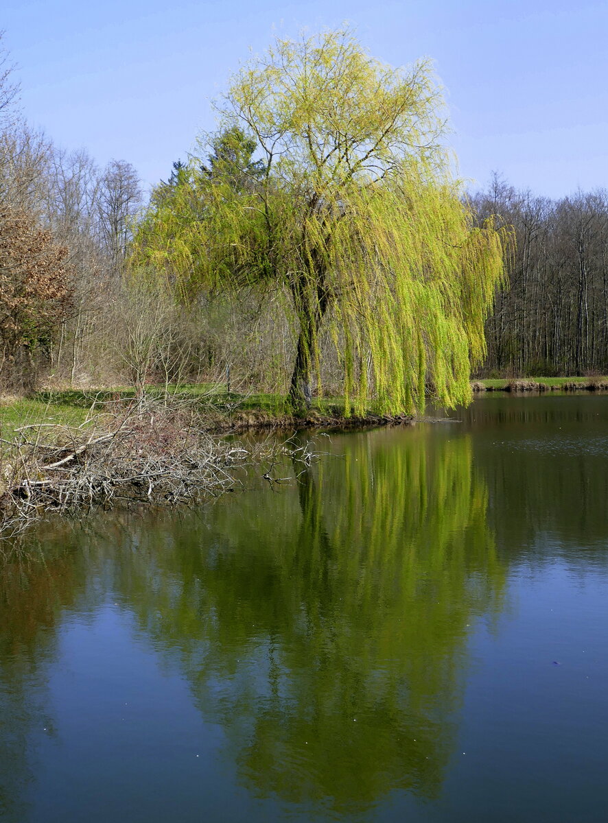 Trauerweide, ein Frühlingsbote mit erstem Grün, in den Auenwäldern in der Rheinebene, März 2022