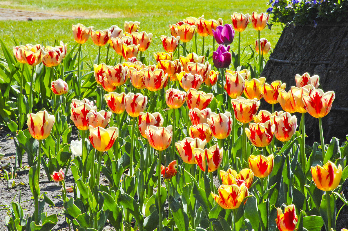 Tulpen an der Strandpromenade von Świnoujście (Swinemünde). Aufnahme: 7. Mai 2016.