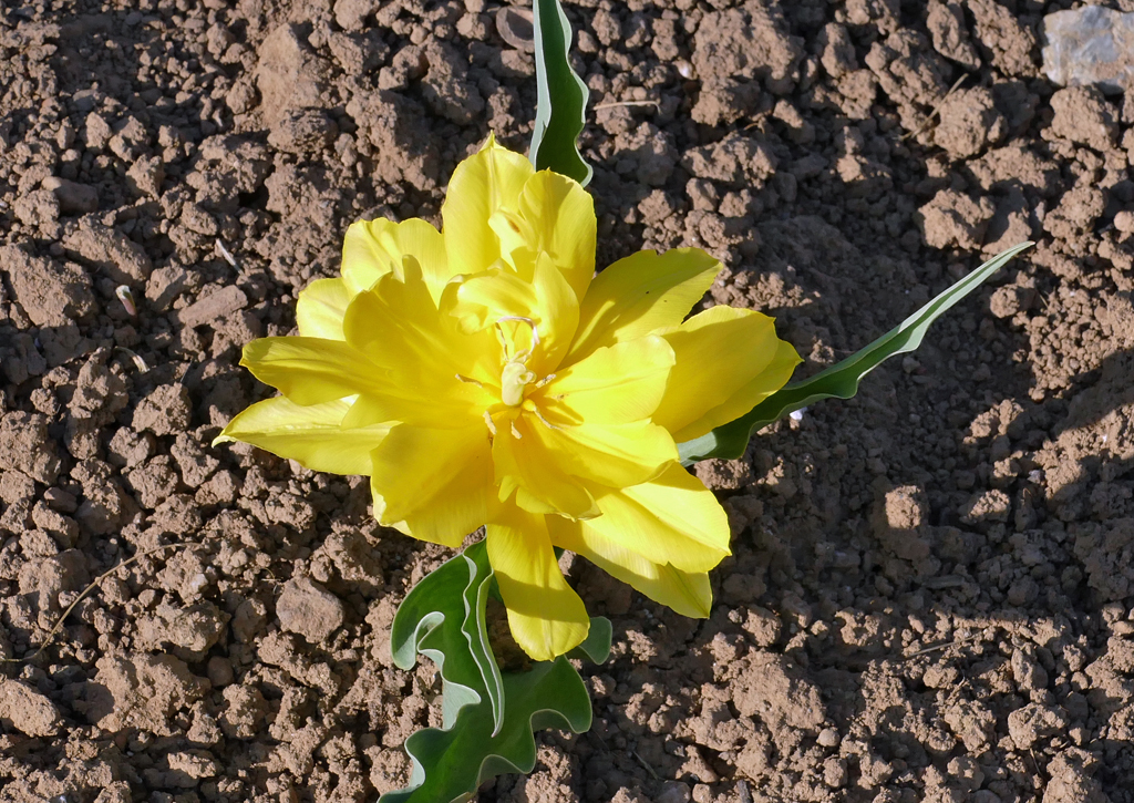 Tulpen, eine von ca. 150 Arten - 09.04.2017