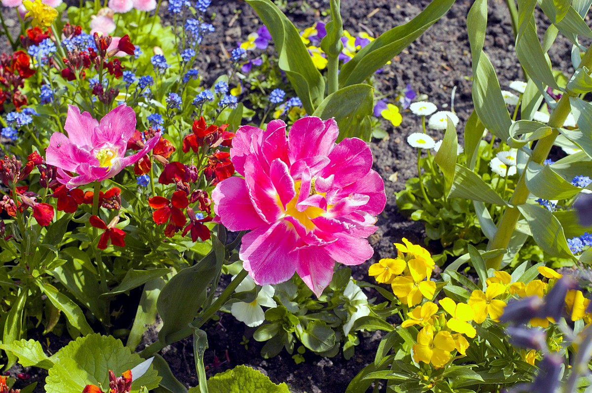 Tulpen im Charlottenburger Schlossgarten in Berlin. Aufnahme: 3. Mai 2008.