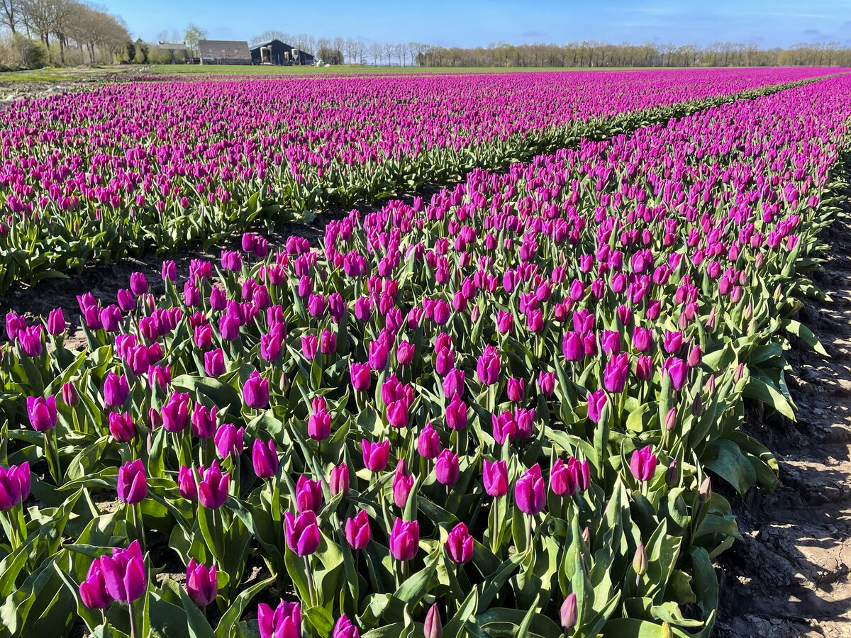 Tulpenfeld am Brunstingerveld in der Provinz Drenthe - Niederlande. Aufnahme: 15. April 2022.