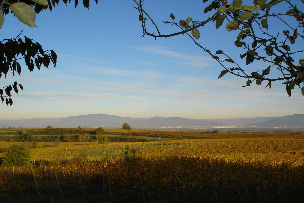 Tuniberg im Herbst, Blick vom Hhenweg ber die Freiburger Bucht zum Schwarzwald, Nov.2005