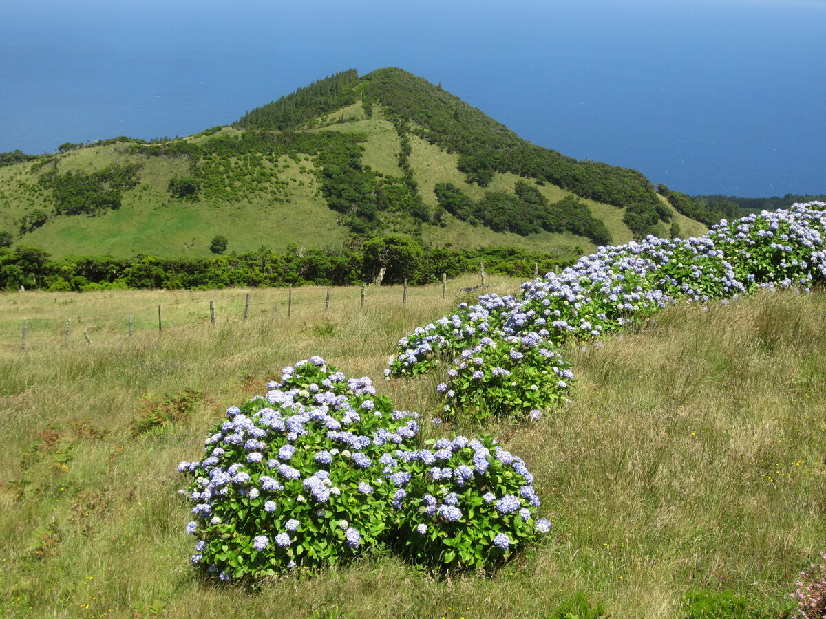 Typische Landschaft auf der Azoren-Insel Pico. Aufgenommen am 28.07.2023.