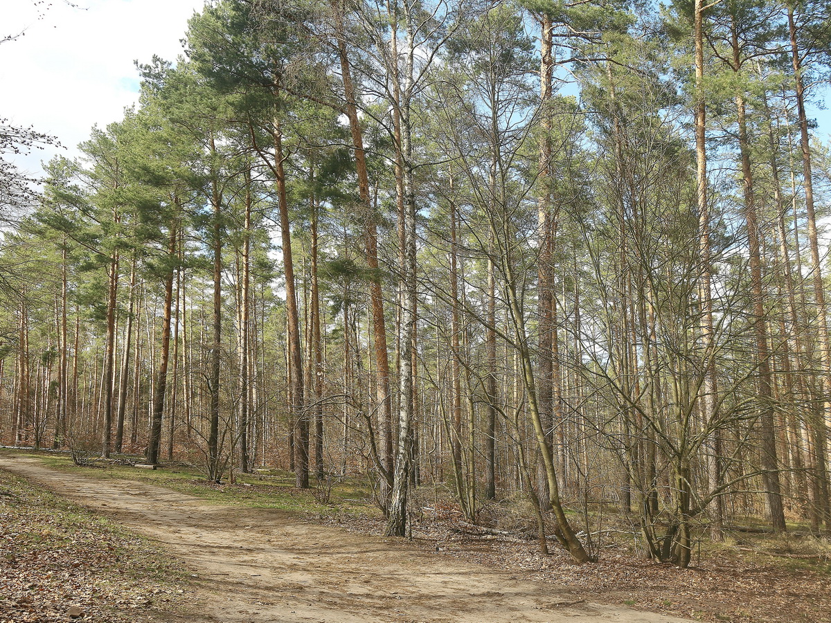 Typischer Berlin Wald, hier am Neuen Schildhornweg nahe dem S-Bahnhof Grunewald in Berlin am 03. April 2021.