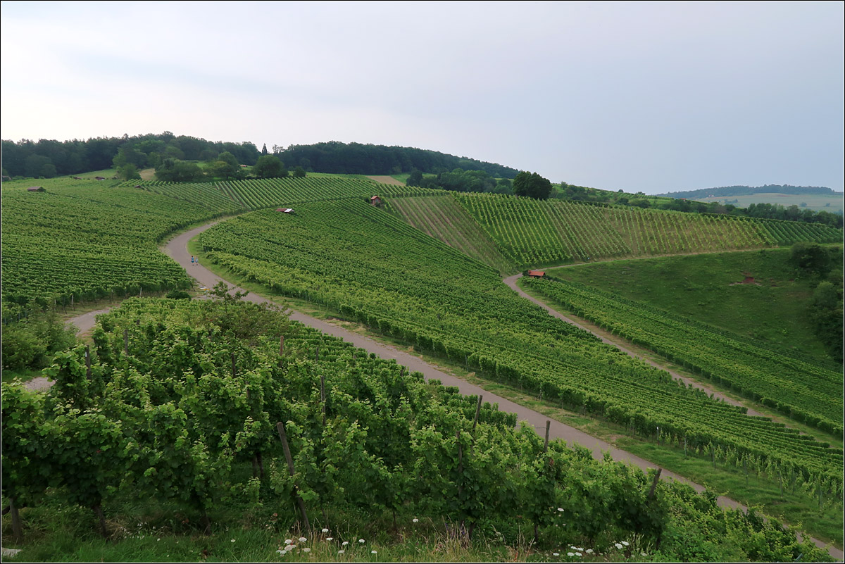 Über dem Remstal -

Blick auf die Weinberg beim Landgut Burg oberhalb von Weinstadt-Strümpfelbach.

24.07.2021 (M)