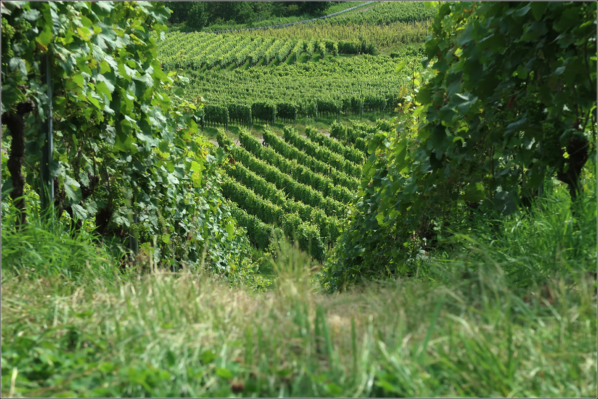 Über dem Remstal -

Grüne Weinberg-Impressionen am Korber Kopf.

24.07.2021 (M)