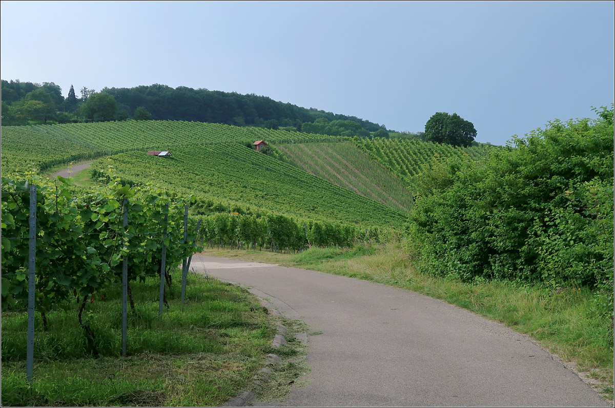 Über dem Remstal -

Im Weinberg oberhalb von Weinstadt-Strümpfelbach.

24.07.2021 (M)