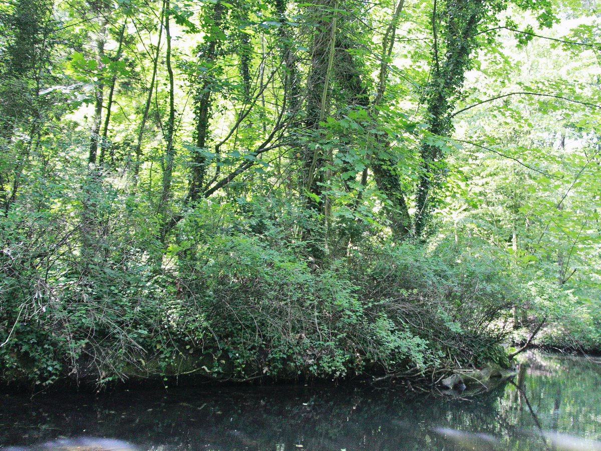 Uferanlagen der Hauptspree bei Lübben  am 12. Juni 2019.